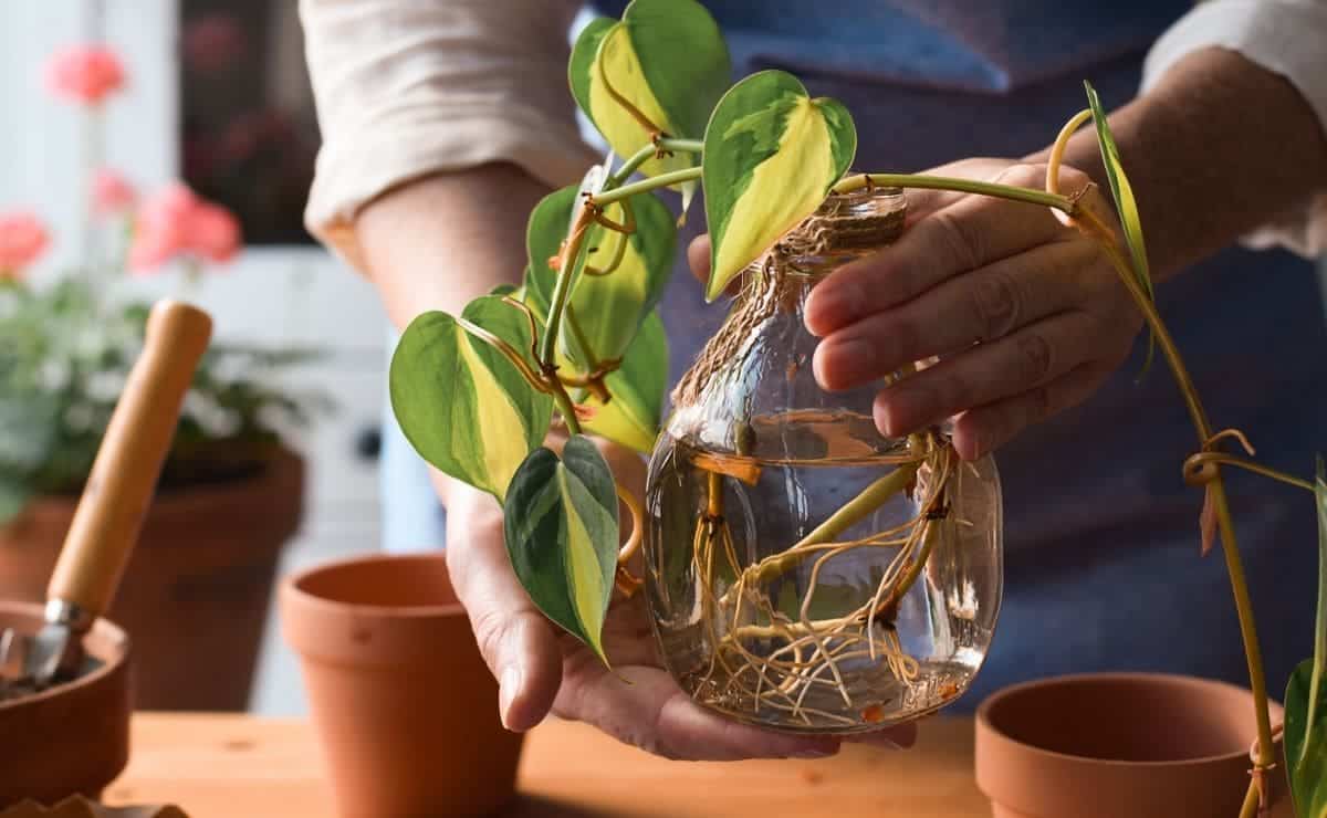 El ingrediente más eficaz contra los hongos del poto