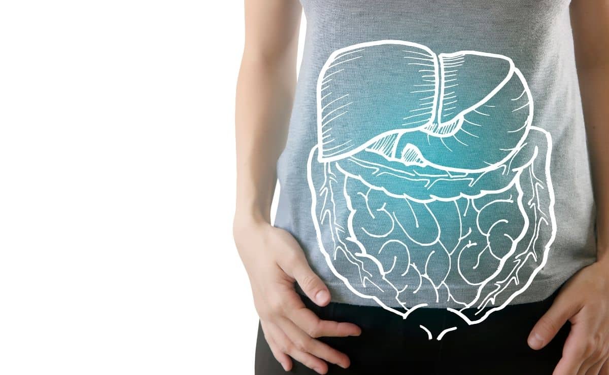 probióticos alimentos digestión sistema digestivo flora intestinal comida