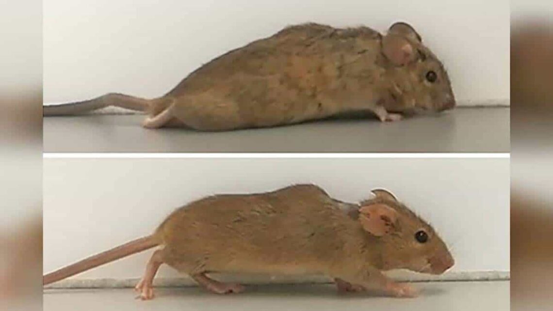 ratones parapléjicos vuelven a caminar