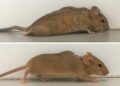 ratones parapléjicos vuelven a caminar