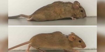 ratones parapléjicos vuelven a caminar