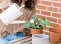 7 trucos para eliminar hongos de tus plantas
