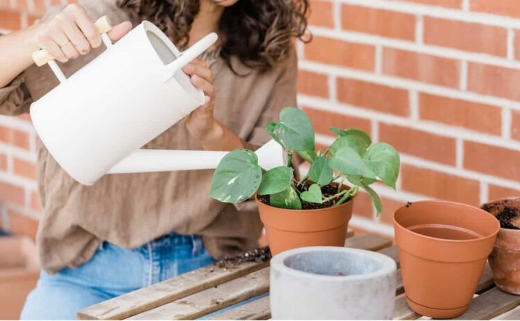 7 trucos para eliminar hongos de tus plantas