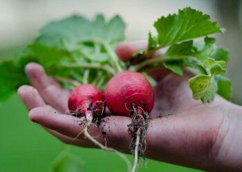 La remolacha es un prebiótico natural ideal para la flora intestinal