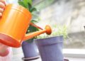 Formas de regar las plantas en vacaciones