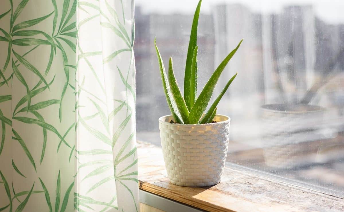 jugo sábila alimento remedio natural propiedades beneficios organismo