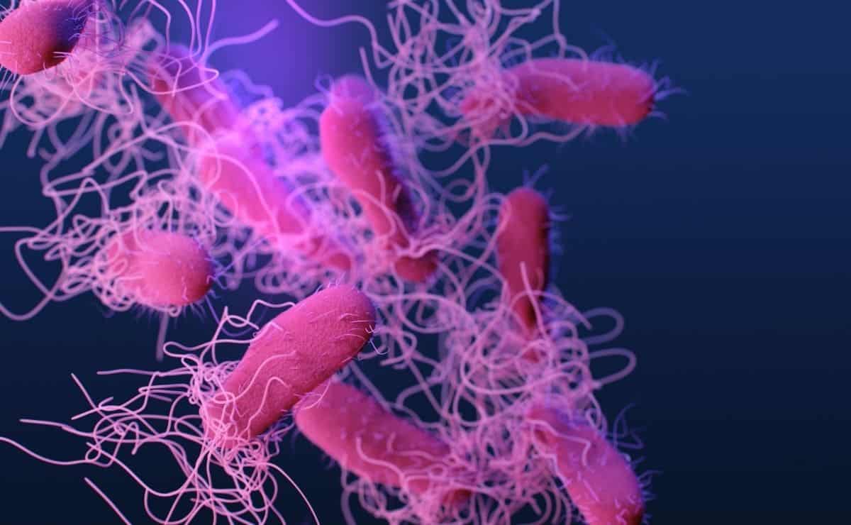 Esta es la salmonella que podría aparecer en este lote de Lidl