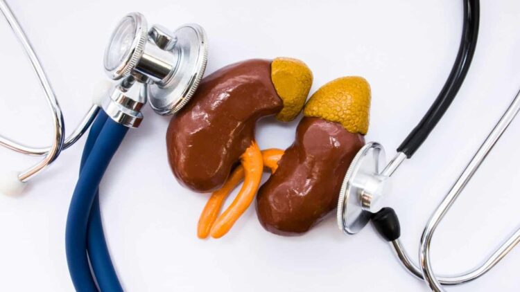 riñones, alimentos