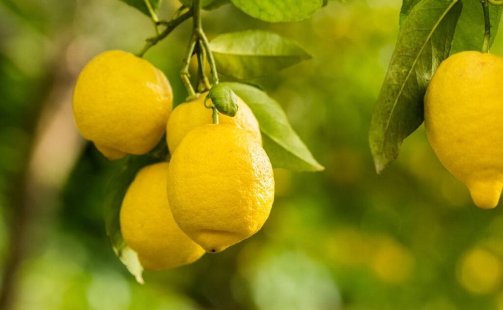 Sembrar un limonero y tenerlo en casa es una acción que cualquiera puede llevar a cabo