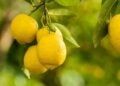 Sembrar un limonero y tenerlo en casa es una acción que cualquiera puede llevar a cabo