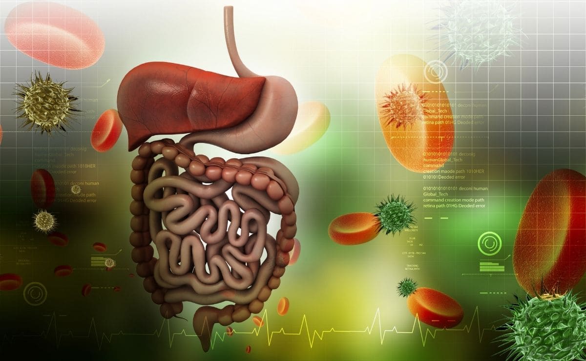 sistema digestivo flora intestinal yogur