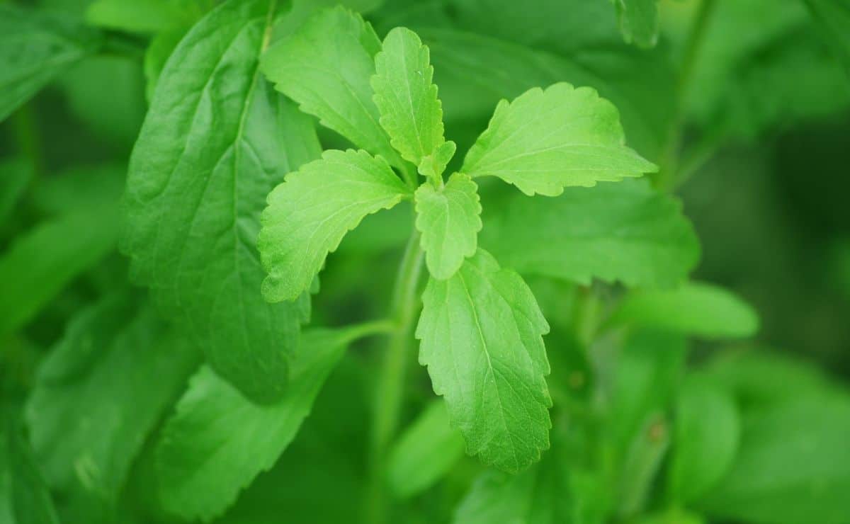 stevia sustituto azúcar presión sanguínea circulación sangre plantas naturales