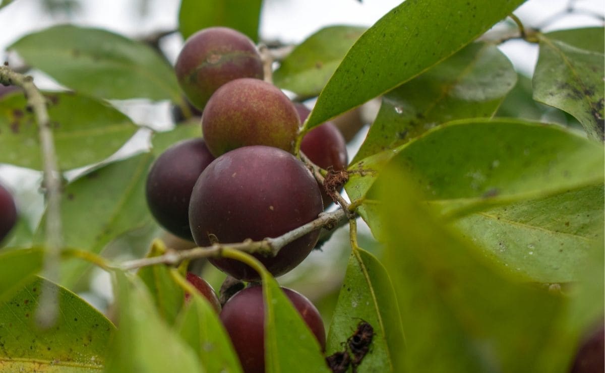 El camu camu es un superalimento ideal para reforzar el sistema inmune