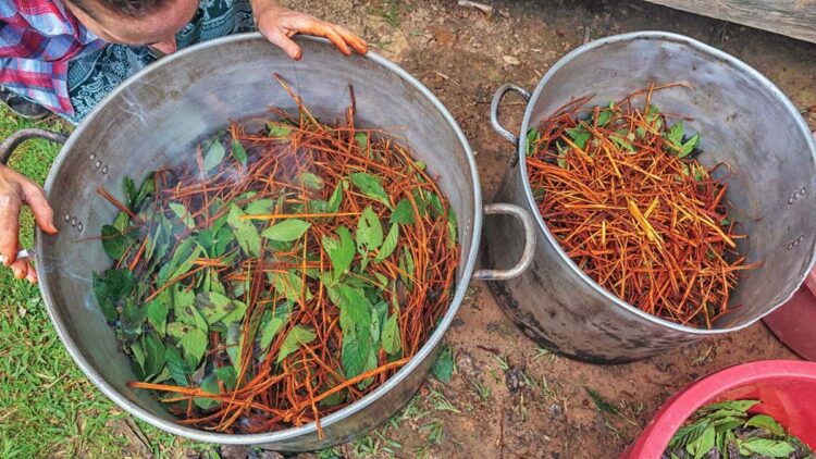 té indígena ayahuasca