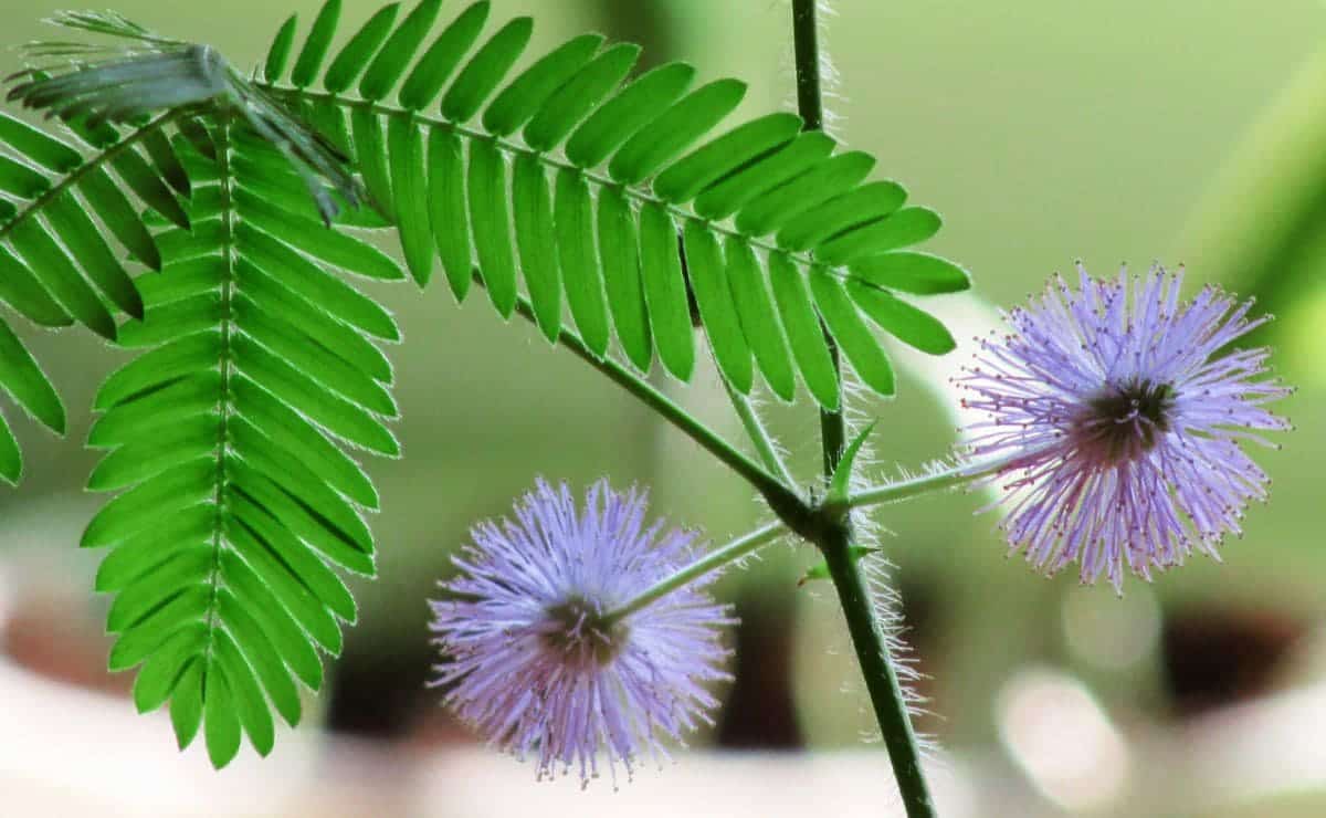 Mimosa tenuiflora