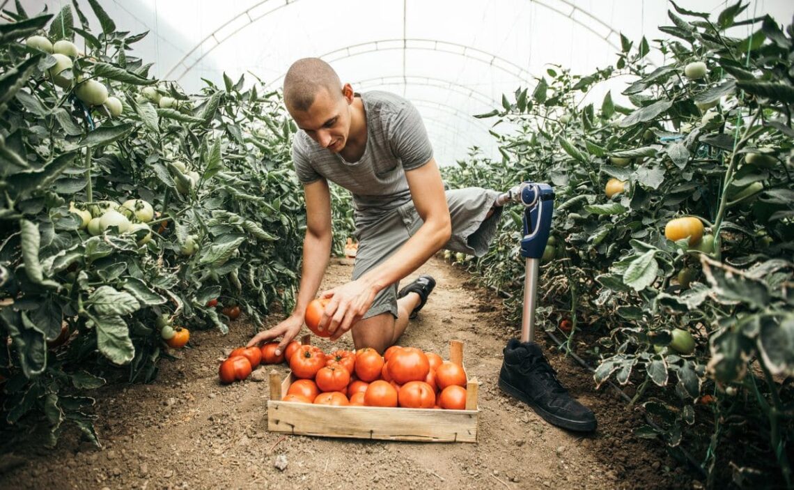 Joven con discapacidad trabajando recogiendo tomates en un huerto