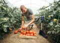 Joven con discapacidad trabajando recogiendo tomates en un huerto