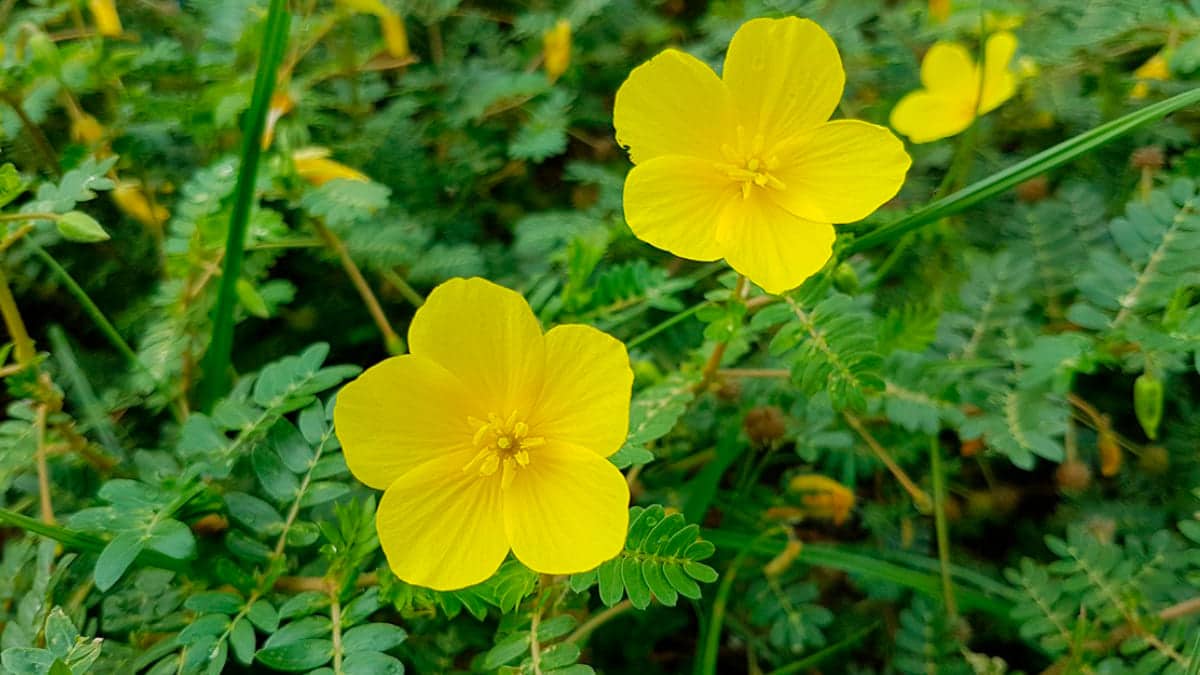 tribulus terrestres