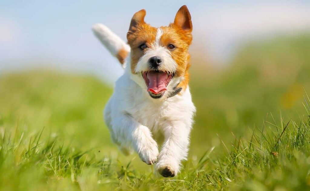 triglicérido epilepsia grasa salud perro hombre alimento médico veterinario