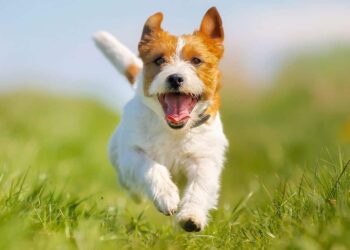 triglicérido epilepsia grasa salud perro hombre alimento médico veterinario