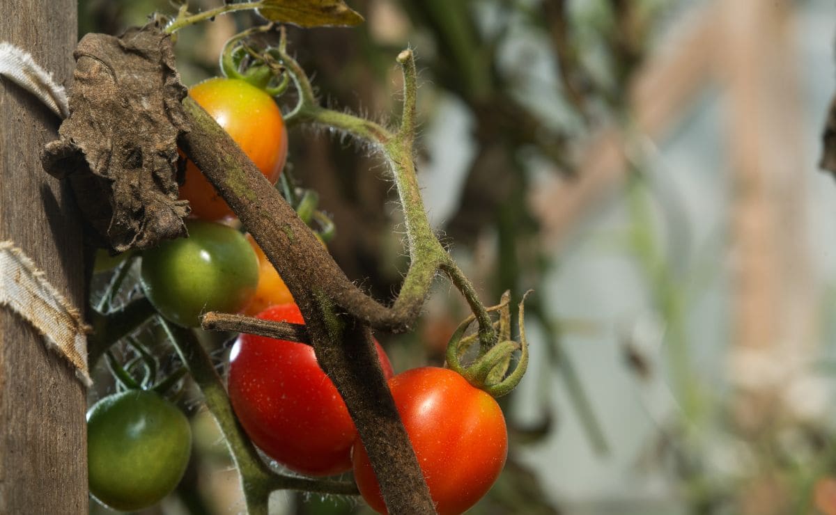 Bicarbonato para prevenir las plagas en los tomates