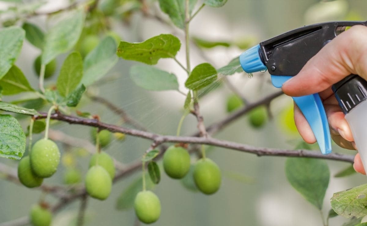 Uso del vinagre para las plantas del huerto