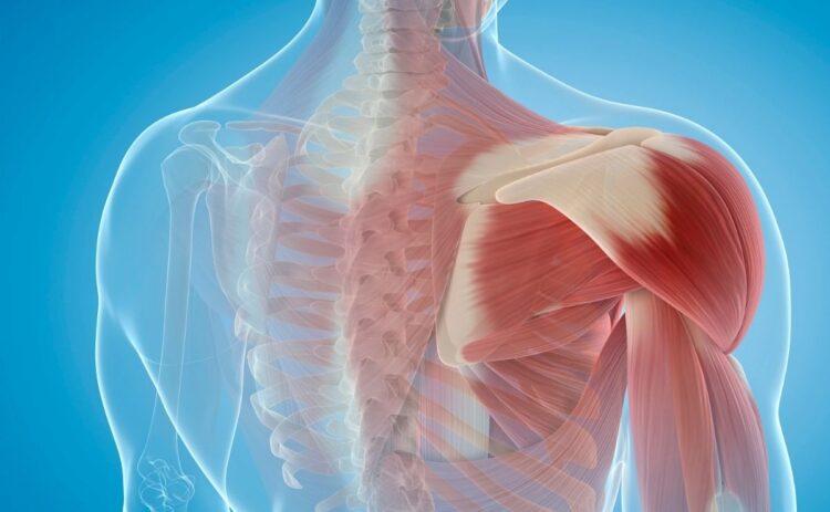 yogur favorece desarrollo musculos