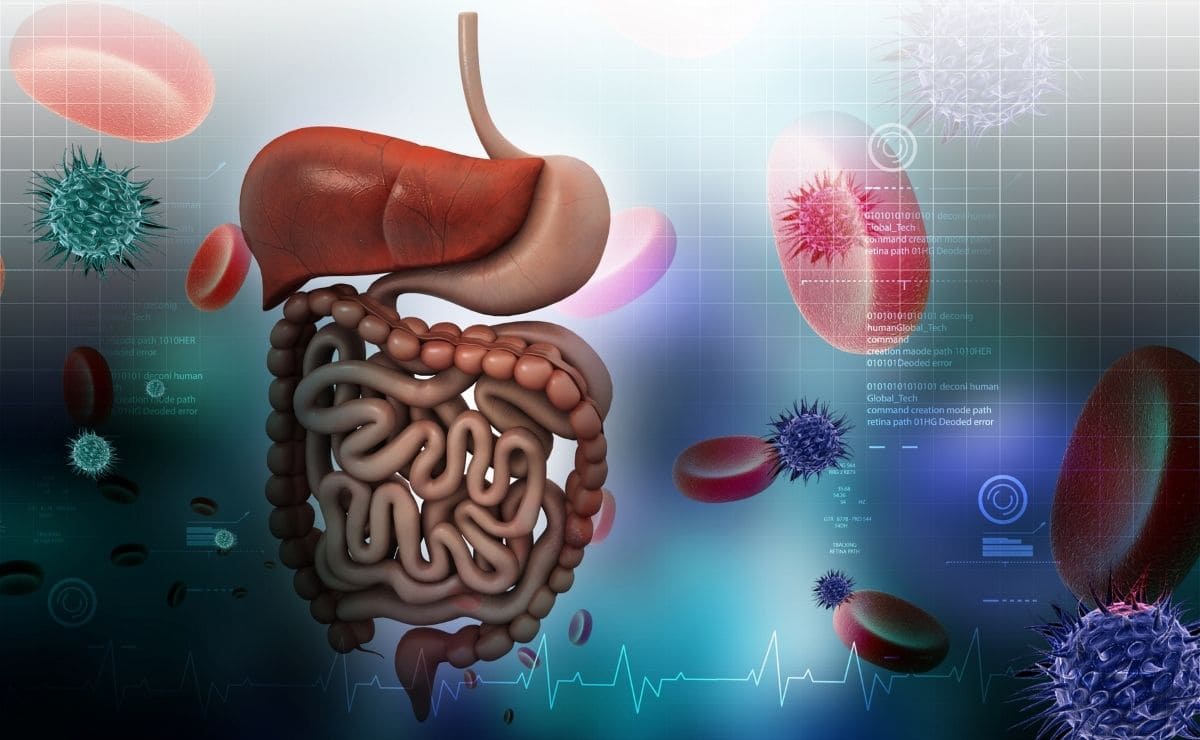 yogur flora intestinal organismo