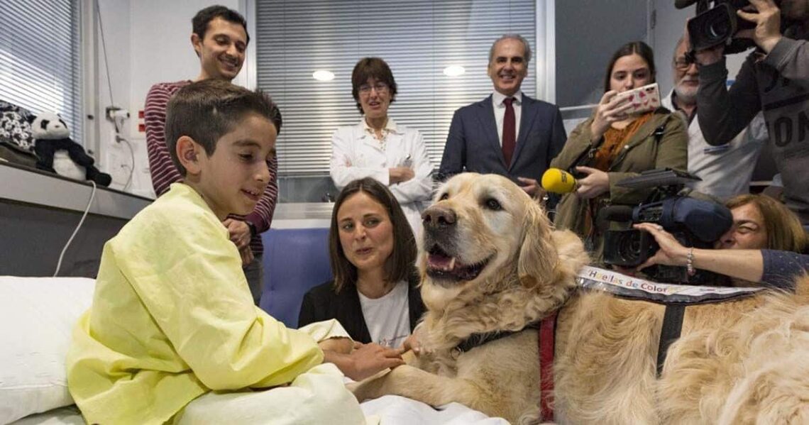 Zenit, el perro que reduce la ansiedad y el dolor en los niños