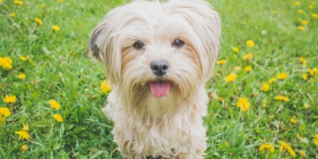 Cuida de tu mascota con este secador de Lidl