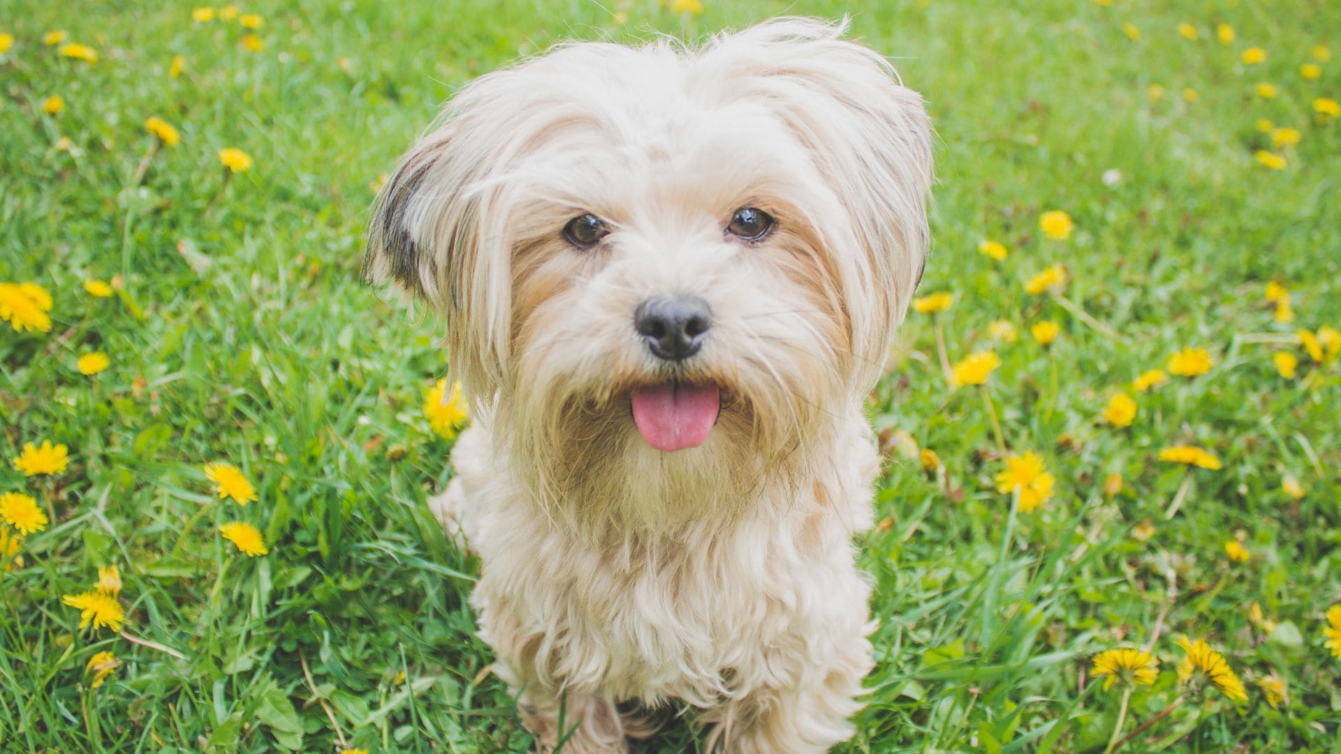 Cuida de tu mascota con este secador de Lidl