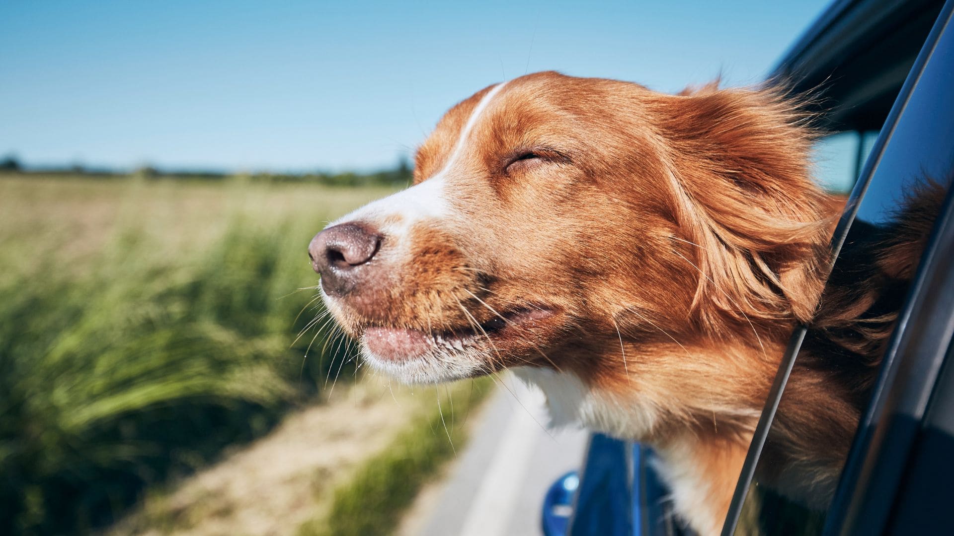 La Ley indica cómo debe ir un perro en el coche