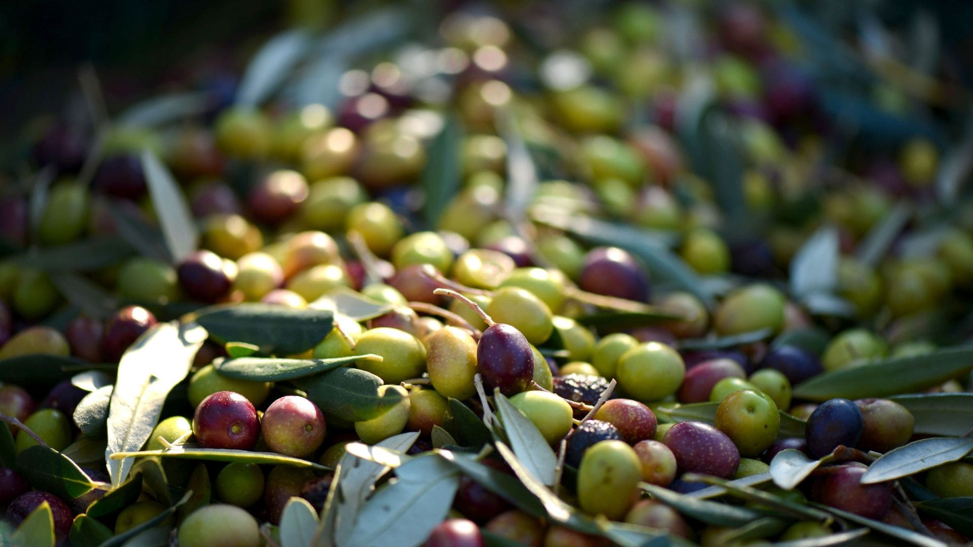 La OCU prevé que la nueva cosecha puede bajar el precio del aceite de oliva