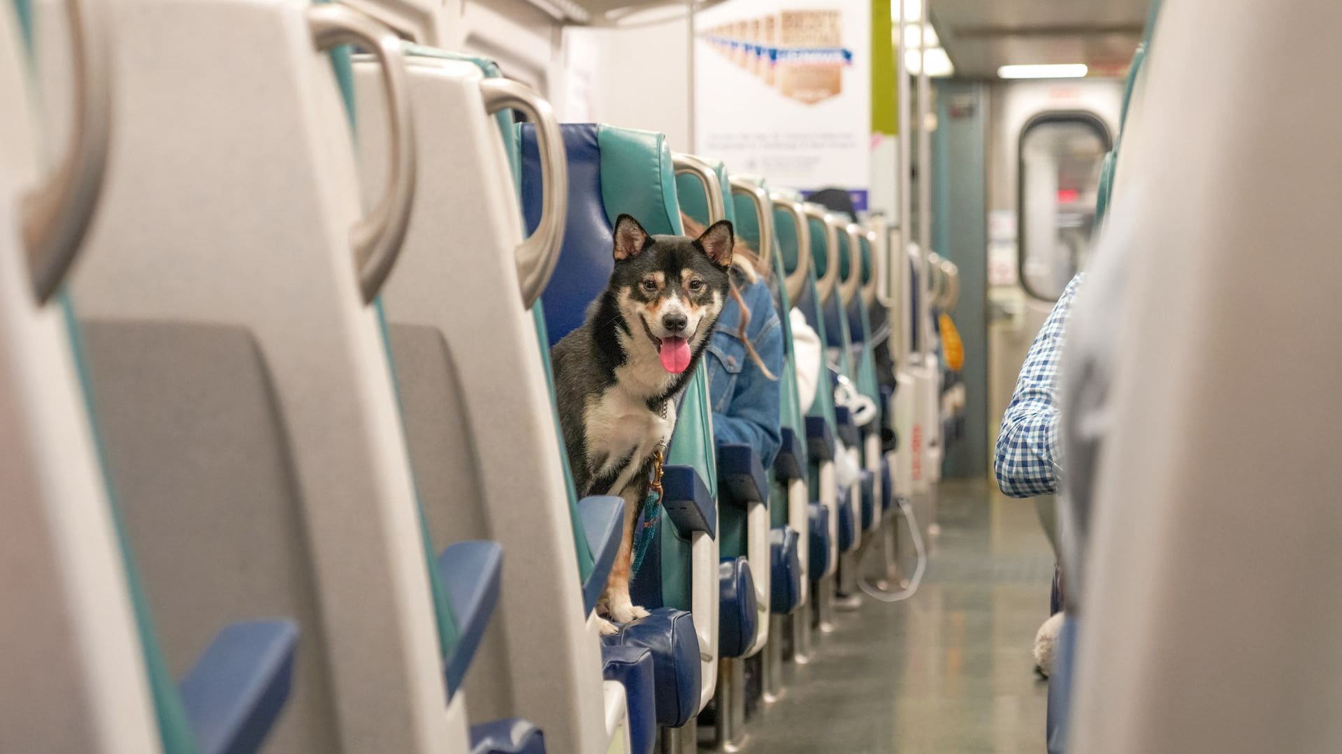 Viajar con mascotas en trenes de Renfe