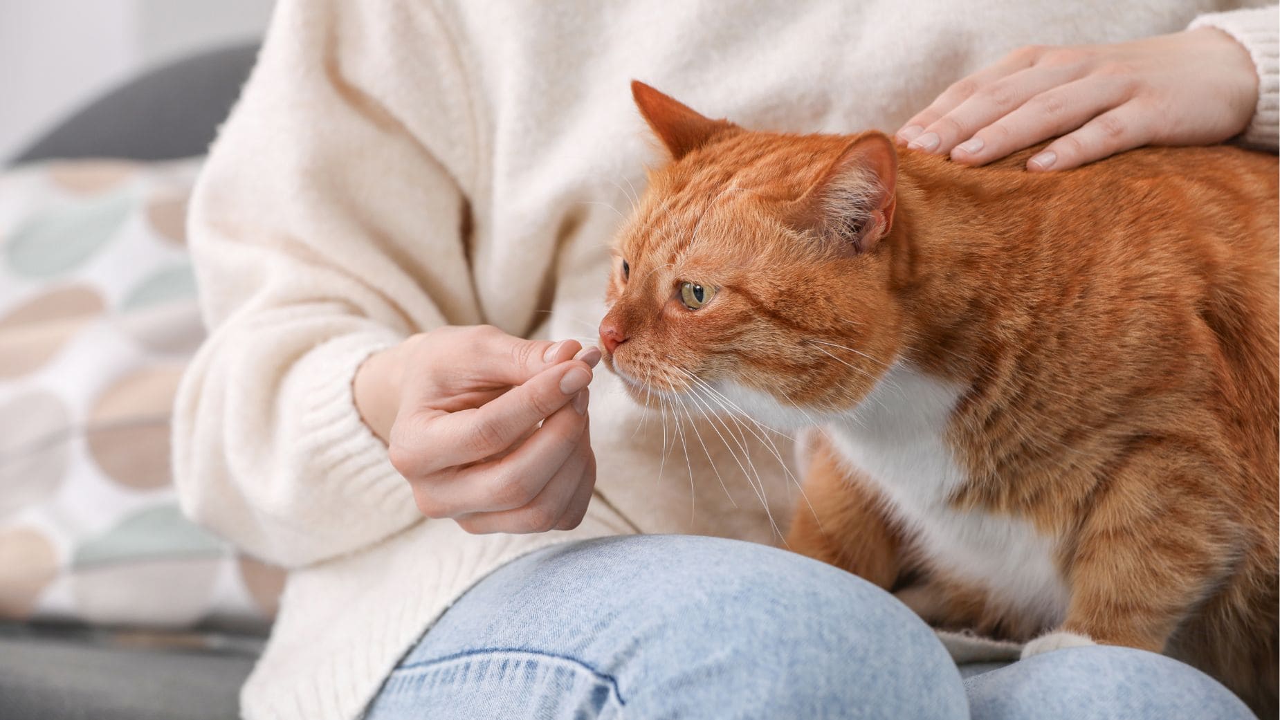 Síntomas de gato que no se siente bien