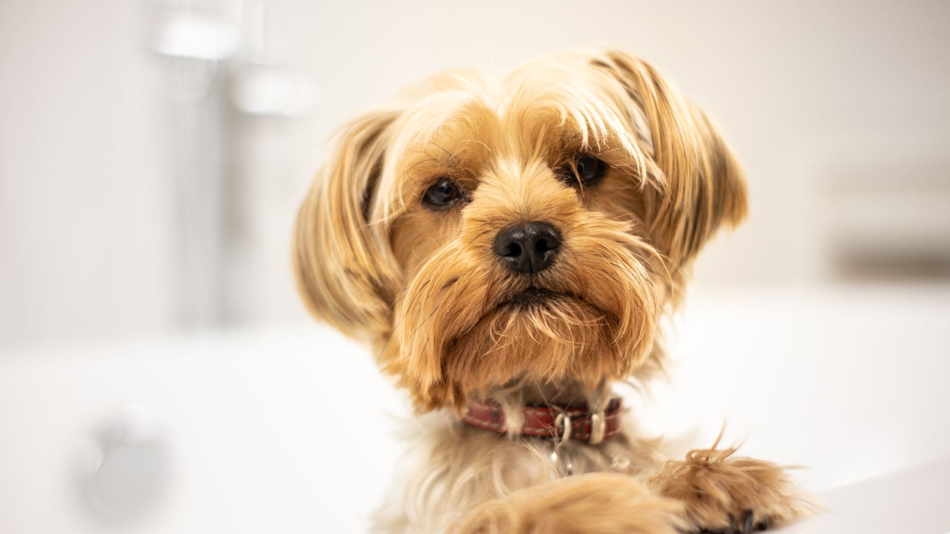 Un estudio demuestra que los perros de terapia son excelentes acompañantes de los pacientes que tienen cáncer