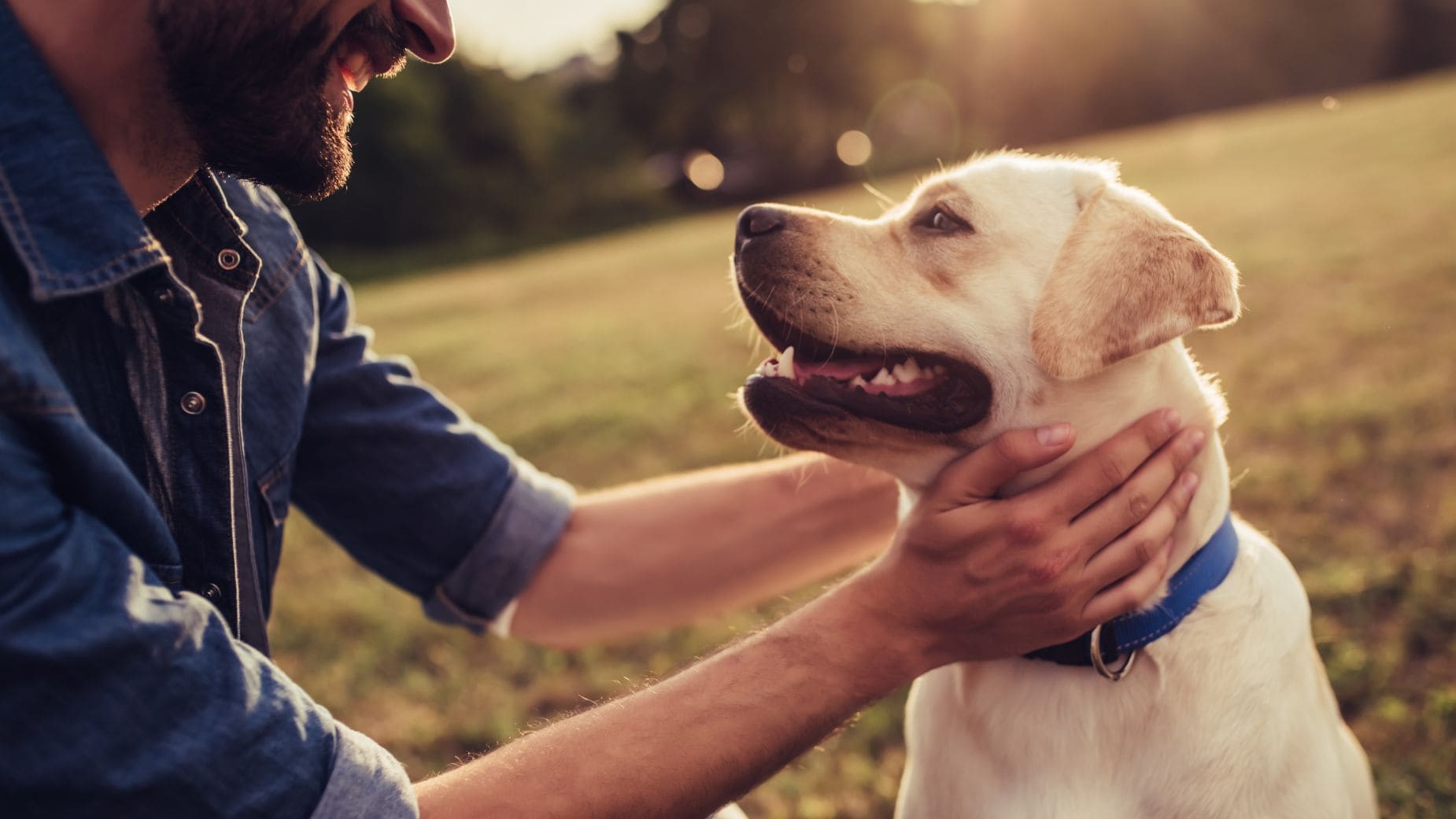 Un estudio demuestra que los perros de terapia son excelentes acompañantes de los pacientes que tienen cáncer