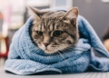 Adoptar un gato