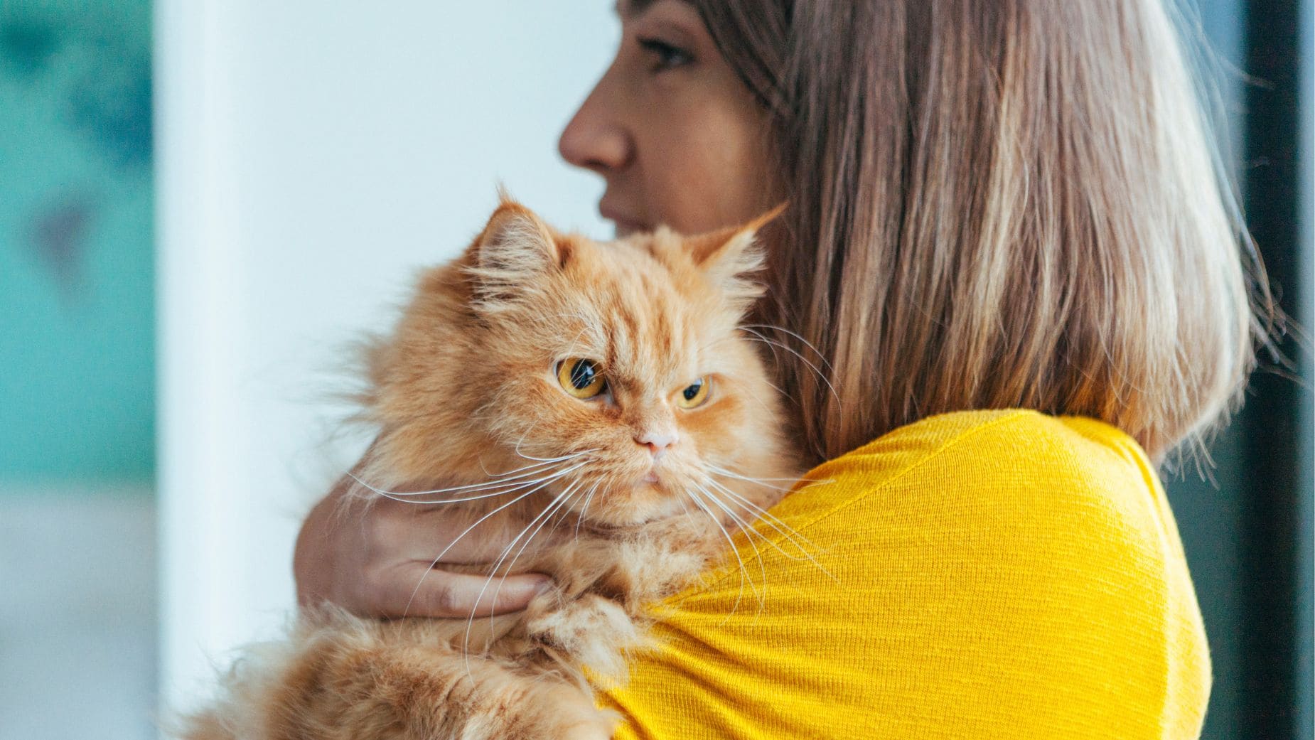 Adoptar un gato