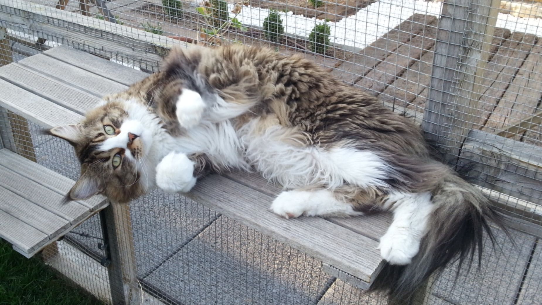 Hotel de lujo para gatos./ Foto de Gatosphera
