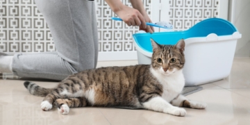 Limpiar arenero de gato