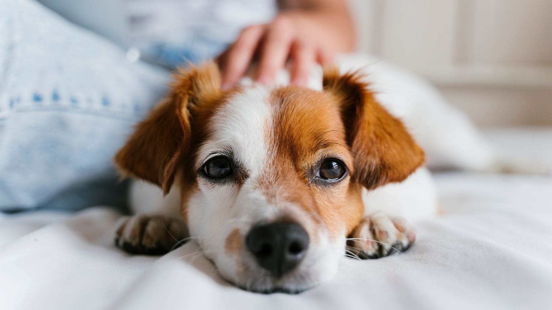 Baja laboral de incapacidad temporal por cuidar mascota