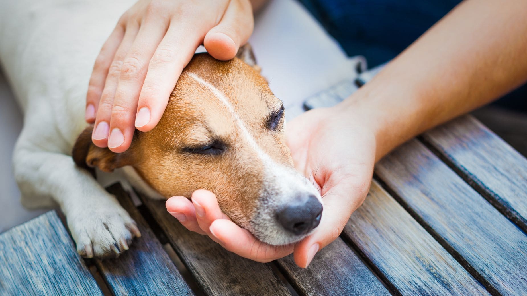 Baja laboral de incapacidad temporal por cuidar mascota