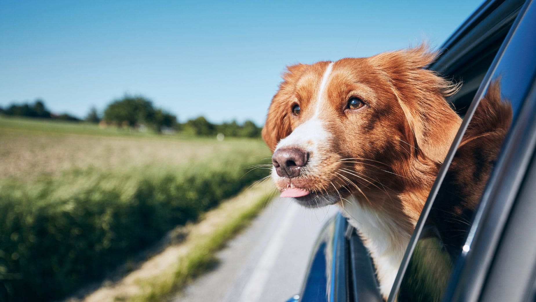 Visita esta Semana Santa Andalucía con tu mascota