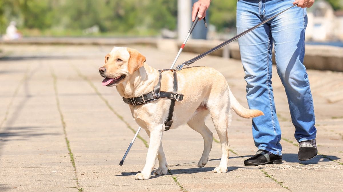 Inhabilitan a un médico que se negó a atender a un persona ciega con su perro guía