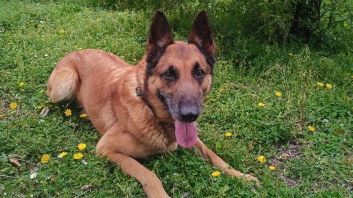 Sugar, perro policía 'jubilado' jubilación perros España