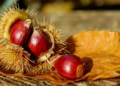 Las castañas son un superalimento del otoño