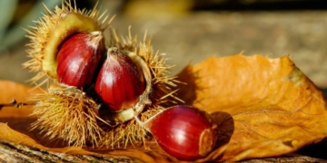 Las castañas son un superalimento del otoño