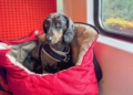 Nuevas medidas de Renfe para viajar en tren con perros