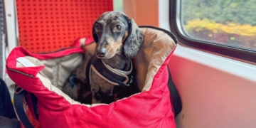Nuevas medidas de Renfe para viajar en tren con perros